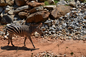Fototapeta na wymiar Lonely Zebra walking