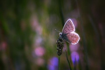 Papillon lumineux