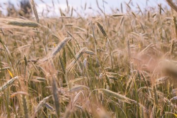 wheat field