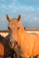 Fototapeta premium portrait of a horse on a farm 