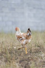 chicken poultry farm