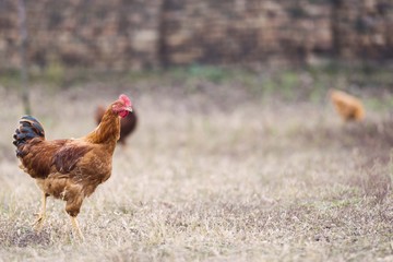 chicken poultry farm