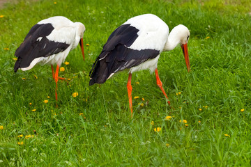 Pair white storks conceptual bird walking on the meadow and looking something in grass