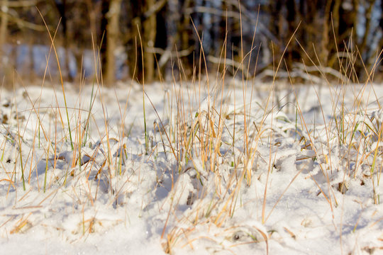 Ornamental grasses in winter in the snow