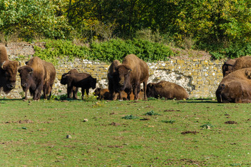 bison dans la prairie