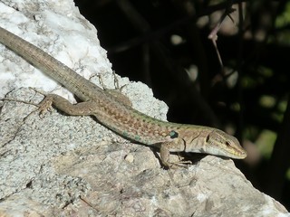 Lézard des murailles sur un rocher (Podarcis Muralis)