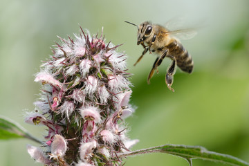 The Bee Collects The Nectar On The Plant. Close-Up. Macro. Depth Of Field.
