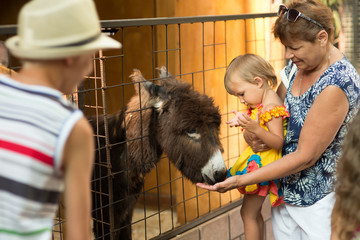 Contact zoo, grandmother with grandchildren look at animals