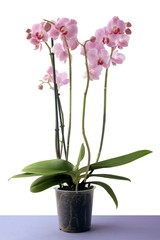 Naklejka na ściany i meble pretty orchid isolated