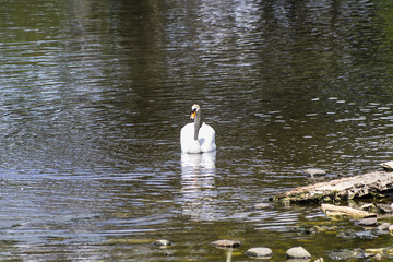 Nordic Swan on lake in front of Ross Castle in Killarney national park