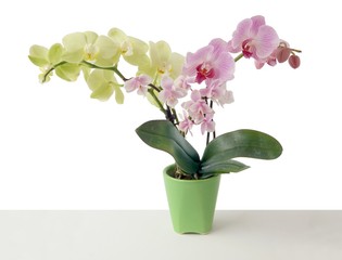 pretty orchid isolated