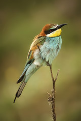 Obraz premium European bee-eaters sitting on the branch
