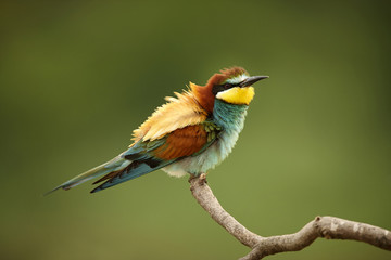 European bee-eaters sitting on the branch