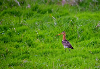 Sandpiper on the marsh