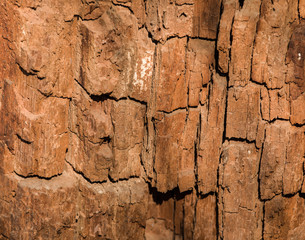 texture and structure of the old stump