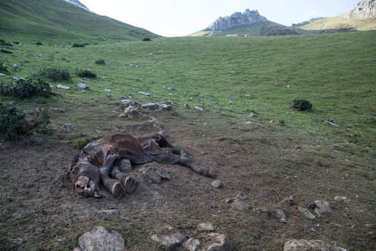 Horse carcasses eaten by griffon vultures, Basque Country Spain