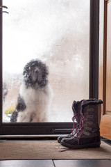 A landseer newfoundland dog waiting to come in the front door