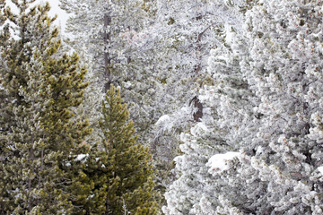 Evergreens and snow covered trees in the forest