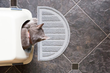 Grey cat using litter box