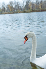 Obraz premium Schwan