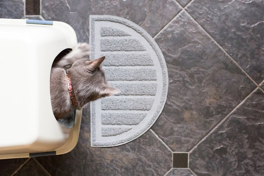 Grey Cat Using Litter Box