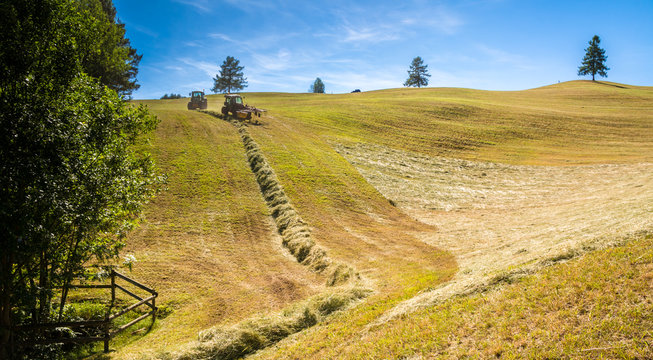 Haymaking on a hillside with rows of hay, a hay tedder and a hay-loader