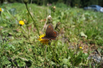 Schmetterling auf der Blume