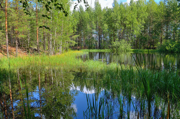 Obraz premium Wild forest lake in Sunny day surrounded by green grass, the reflection of sky and trees in the water.