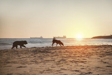 Dogs walking to the seaside to the sunset with ships in the background
