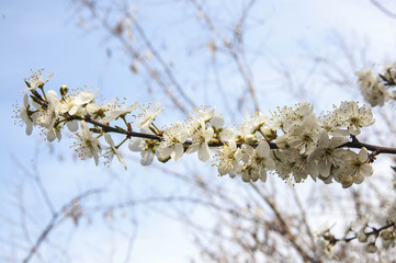 Flower branch with sky in the background