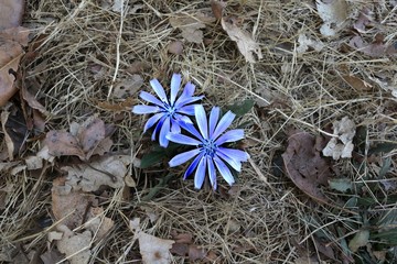 Love in nature