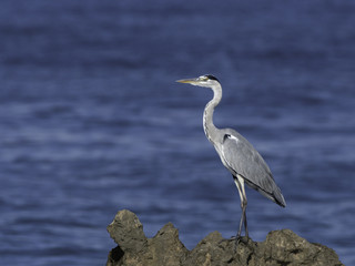 Grey Heron Standing on Sea Rock