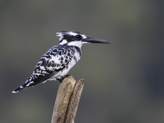 Pied Kingfisher Portrait