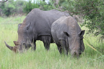 Uganda Ziwa Rhino Sanctuary