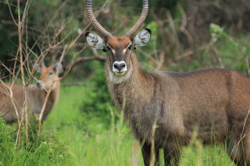 Uganda Murchison Falls National Park Water Buck