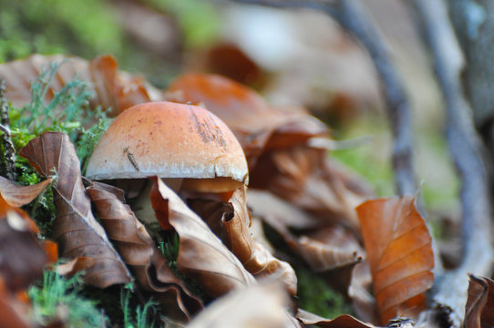 Mushroom between leaves on forest soil. Brown mushroom in nature