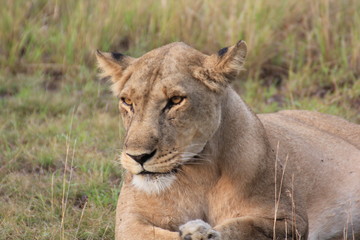Lion Queen Elizabeth Nationalpark Uganda