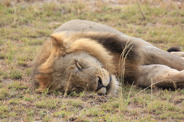 Lion Queen Elizabeth Nationalpark Uganda