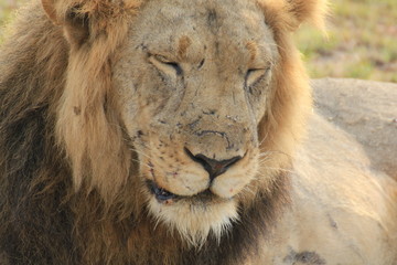 Lion Queen Elizabeth Nationalpark Uganda
