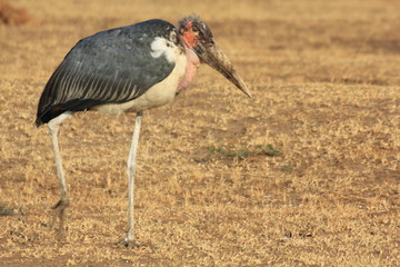 Marabou Storch Queen Elizabeth Nationalpark Uganda