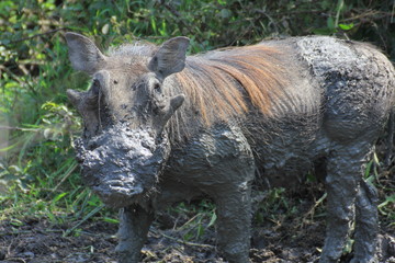 Warzenschwein Queen Elizabeth Nationalpark Uganda