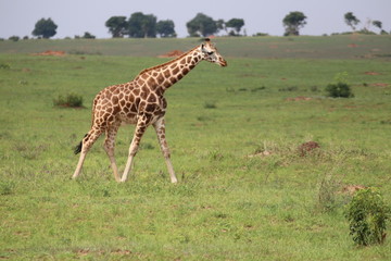 Naklejka na ściany i meble Giraffe Murchison Falls Nationalpark Uganda
