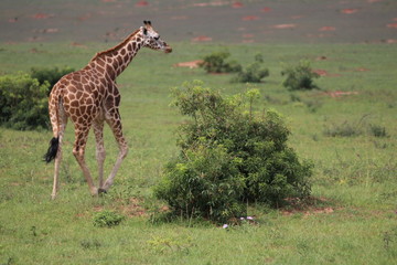 Giraffe Murchison Falls Nationalpark Uganda