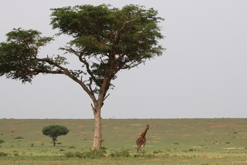 Giraffe Murchison Falls Nationalpark Uganda