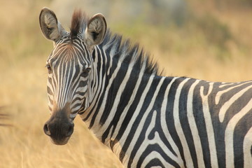 Fototapeta na wymiar Zebra Lake Mburo Nationalpark Uganda