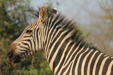 Zebra Lake Mburo Nationalpark Uganda
