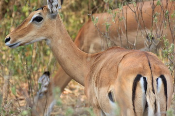 Impala Lake Mburo Nationalpark Uganda
