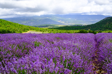 Fototapeta na wymiar Paysage de Provence, France en été. Champ de lavande en fleurs, les montagnes en arrière-plan.