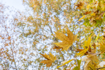 Golden Autumn Leaves in the Forest