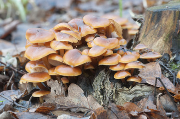Flammulina velutipes mushrooms